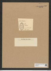 Auliscus ovalis Arnott. (de-Toni-Nr.: Genus 171, Species 4373) Zeichnungen Sammlung Grunow Nr. 7939 (NHMW-BOT-W0377218)